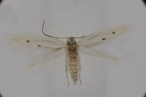  ( - BC_LSNOE_Lep_06063)  @11 [ ] CreativeCommons - Attribution Non-Commercial Share-Alike (2025) Wolfgang Stark Landessammlungen Niederösterreich