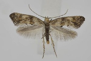  ( - BC_LSNOE_Lep_06175)  @11 [ ] CreativeCommons - Attribution Non-Commercial Share-Alike (2025) Wolfgang Stark Landessammlungen Niederösterreich