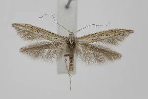  ( - BC_LSNOE_Lep_06233)  @11 [ ] CreativeCommons - Attribution Non-Commercial Share-Alike (2025) Wolfgang Stark Landessammlungen Nieder&ouml;sterreich