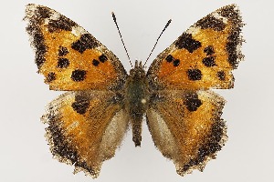  ( - BC_LSNOE_Lep_06240)  @11 [ ] CreativeCommons - Attribution Non-Commercial Share-Alike (2025) Wolfgang Stark Landessammlungen Niederösterreich