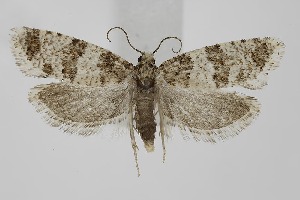  ( - BC_LSNOE_Lep_06253)  @11 [ ] CreativeCommons - Attribution Non-Commercial Share-Alike (2025) Wolfgang Stark Landessammlungen Niederösterreich