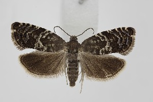  ( - BC_LSNOE_Lep_06260)  @11 [ ] CreativeCommons - Attribution Non-Commercial Share-Alike (2025) Wolfgang Stark Landessammlungen Niederösterreich