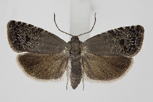  ( - BC_LSNOE_Lep_06264)  @11 [ ] CreativeCommons - Attribution Non-Commercial Share-Alike (2025) Wolfgang Stark Landessammlungen Nieder&ouml;sterreich