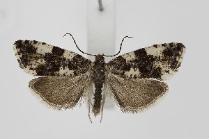  ( - BC_LSNOE_Lep_06269)  @11 [ ] CreativeCommons - Attribution Non-Commercial Share-Alike (2025) Wolfgang Stark Landessammlungen Nieder&ouml;sterreich