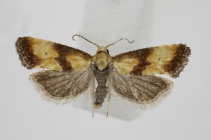  ( - BC_LSNOE_Lep_06303)  @11 [ ] CreativeCommons - Attribution Non-Commercial Share-Alike (2025) Wolfgang Stark Landessammlungen Nieder&ouml;sterreich