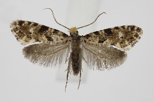  ( - BC_LSNOE_Lep_06306)  @11 [ ] CreativeCommons - Attribution Non-Commercial Share-Alike (2025) Wolfgang Stark Landessammlungen Nieder&ouml;sterreich