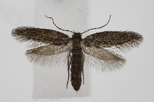  ( - BC_LSNOE_Lep_06322)  @11 [ ] CreativeCommons - Attribution Non-Commercial Share-Alike (2025) Wolfgang Stark Landessammlungen Nieder&ouml;sterreich