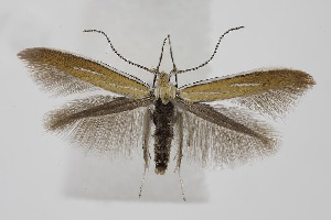  ( - BC_LSNOE_Lep_06326)  @11 [ ] CreativeCommons - Attribution Non-Commercial Share-Alike (2025) Wolfgang Stark Landessammlungen Niederösterreich