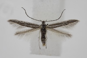  ( - BC_LSNOE_Lep_06329)  @11 [ ] CreativeCommons - Attribution Non-Commercial Share-Alike (2025) Wolfgang Stark Landessammlungen Nieder&ouml;sterreich