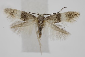  ( - BC_LSNOE_Lep_06338)  @11 [ ] CreativeCommons - Attribution Non-Commercial Share-Alike (2025) Wolfgang Stark Landessammlungen Niederösterreich