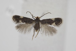  (Trifurcula headleyella - BC_LSNOE_Lep_06343)  @11 [ ] CreativeCommons - Attribution Non-Commercial Share-Alike (2025) Wolfgang Stark Landessammlungen Nieder&ouml;sterreich