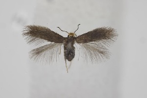  ( - BC_LSNOE_Lep_06346)  @11 [ ] CreativeCommons - Attribution Non-Commercial Share-Alike (2025) Wolfgang Stark Landessammlungen Niederösterreich