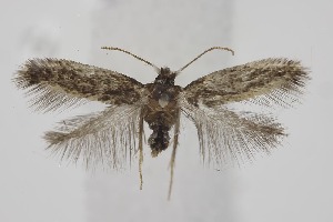  ( - BC_LSNOE_Lep_06373)  @11 [ ] CreativeCommons - Attribution Non-Commercial Share-Alike (2025) Wolfgang Stark Landessammlungen Nieder&ouml;sterreich