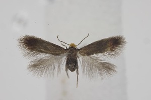  ( - BC_LSNOE_Lep_06375)  @11 [ ] CreativeCommons - Attribution Non-Commercial Share-Alike (2025) Wolfgang Stark Landessammlungen Nieder&ouml;sterreich