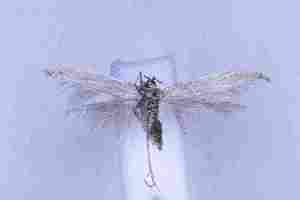  ( - CCDB-39366-G09)  @11 [ ] CreativeCommons - Attribution Non-Commercial Share-Alike (2105) Norbert Poell A-4820 Bad Ischl, Duerrenbachweg 84