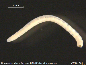  ( - CE19179)  @12 [ ] CreativeCommons - Attribution Non-Commercial Share-Alike (2015) NTNU University Museum, Department of Natural History NTNU University Museum, Department of Natural History