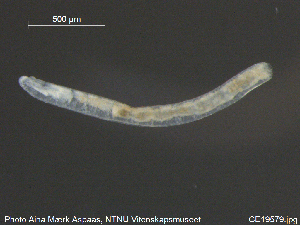  ( - CE19579)  @12 [ ] CreativeCommons - Attribution Non-Commercial Share-Alike (2015) NTNU University Museum, Department of Natural History NTNU University Museum, Department of Natural History