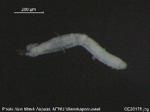  (Marionina deminuta - CE20178)  @11 [ ] CreativeCommons - Attribution Non-Commercial Share-Alike (2015) NTNU University Museum, Department of Natural History NTNU University Museum, Department of Natural History