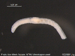 ( - CE20501)  @11 [ ] CreativeCommons - Attribution Non-Commercial Share-Alike (2015) NTNU University Museum, Department of Natural History NTNU University Museum, Department of Natural History