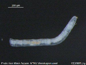  (Marionina argentea CEA - CE20655)  @11 [ ] CreativeCommons - Attribution Non-Commercial Share-Alike (2015) NTNU University Museum, Department of Natural History NTNU University Museum, Department of Natural History