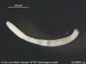 (Marionina sjaelandica - CE22653)  @12 [ ] CreativeCommons - Attribution Non-Commercial Share-Alike (2015) NTNU University Museum, Department of Natural History NTNU University Museum, Department of Natural History