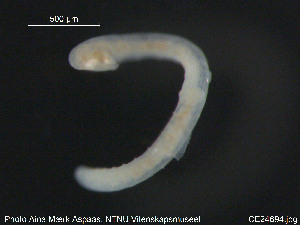  (Marionina sp. CEB - CE24694)  @11 [ ] CreativeCommons - Attribution Non-Commercial Share-Alike (2015) NTNU University Museum, Department of Natural History NTNU University Museum, Department of Natural History