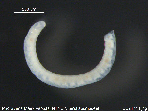  (Marionina spicula CEB - CE24744)  @12 [ ] CreativeCommons - Attribution Non-Commercial Share-Alike (2015) NTNU University Museum, Department of Natural History NTNU University Museum, Department of Natural History