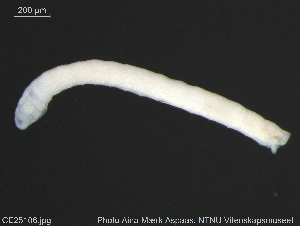  (Marionina spicula CEC - CE25106)  @11 [ ] Creative Commons  Attribution Non-Commercial Share-Alike (2017) NTNU University Museum, Department of Natural History NTNU University Museum, Department of Natural History