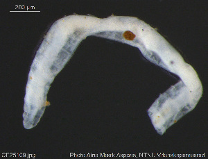  (Marionina sp. CER - CE25109)  @11 [ ] Creative Commons  Attribution Non-Commercial Share-Alike (2017) NTNU University Museum, Department of Natural History NTNU University Museum, Department of Natural History