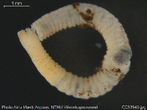  ( - CE33940)  @11 [ ] Creative Commons  Attribution Non-Commercial Share-Alike (2019) NTNU University Museum, Department of Natural History NTNU University Museum, Department of Natural History