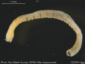  ( - CE33941)  @11 [ ] Creative Commons  Attribution Non-Commercial Share-Alike (2019) NTNU University Museum, Department of Natural History NTNU University Museum, Department of Natural History