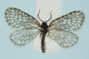  (Whittleia schwingenschussi - BC_LSNOE_Lep_00387)  @11 [ ] CreativeCommons - Attribution Non-Commercial Share-Alike (2017) Wolfgang Stark Landessammlungen Nieder&ouml;sterreich