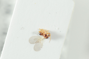  ( - NOFIG1343)  @12 [ ] CreativeCommons - Attribution Non-Commercial Share-Alike (2017) Arnstein Staverlokk Norwegian Institute of Nature Research