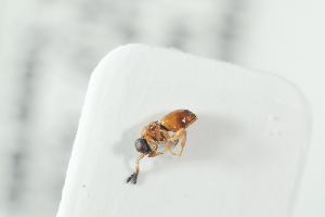  (Ceraphron pedes - NOFIG1384)  @11 [ ] CreativeCommons - Attribution Non-Commercial Share-Alike (2017) Arnstein Staverlokk Norwegian Institute of Nature Research