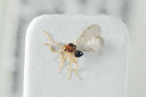  ( - NOFIG1243)  @12 [ ] CreativeCommons - Attribution Non-Commercial Share-Alike (2017) Arnstein Staverlokk Norwegian Institute of Nature Research