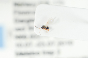  ( - NOFIG1104)  @12 [ ] CreativeCommons - Attribution Non-Commercial Share-Alike (2016) Arnstein Staverlokk Norwegian Institute of Nature Research