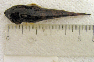  ( - NHMO-f-14)  @11 [ ] Copyright  Natural History Museum, University of Oslo Natural History Museum, University of Oslo
