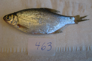  ( - NHMO-f-463)  @11 [ ] Copyright  Natural History Museum, University of Oslo Natural History Museum, University of Oslo