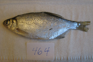  ( - NHMO-f-464)  @11 [ ] Copyright  Natural History Museum, University of Oslo Natural History Museum, University of Oslo