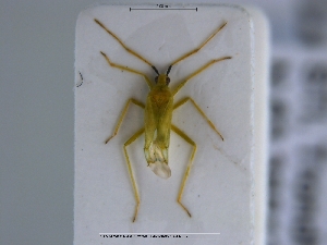  (Macrolophus nubilus - NOHET113)  @11 [ ] Creative Commons  Attribution Non-Commercial Share-Alike (2023) NTNU University Museum, Department of Natural History NTNU University Museum, Department of Natural History