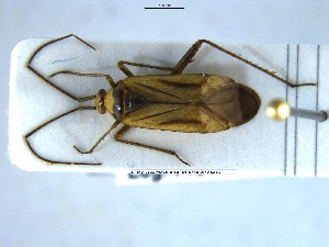  (Adelphocoris annulicornis - NOHET178)  @11 [ ] Creative Commons  Attribution Non-Commercial Share-Alike (2023) NTNU University Museum, Department of Natural History NTNU University Museum, Department of Natural History