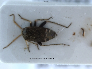  ( - NOHET344)  @11 [ ] Creative Commons  Attribution Non-Commercial Share-Alike (2023) NTNU University Museum, Department of Natural History NTNU University Museum, Department of Natural History