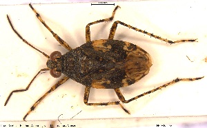  ( - NOHET478)  @11 [ ] Creative Commons  Attribution Non-Commercial Share-Alike (2025) NTNU University Museum, Department of Natural History NTNU University Museum, Department of Natural History