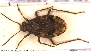  ( - NOHET479)  @11 [ ] Creative Commons  Attribution Non-Commercial Share-Alike (2025) NTNU University Museum, Department of Natural History NTNU University Museum, Department of Natural History