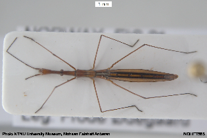  ( - NOHET585)  @11 [ ] Creative Commons  Attribution Non-Commercial Share-Alike (2055) NTNU University Museum, Department of Natural History NTNU University Museum, Department of Natural History