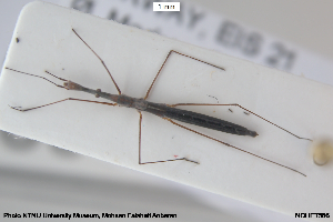  ( - NOHET586)  @11 [ ] Creative Commons  Attribution Non-Commercial Share-Alike (2056) NTNU University Museum, Department of Natural History NTNU University Museum, Department of Natural History