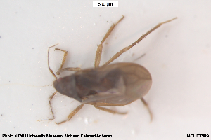  ( - NOHET589)  @11 [ ] Creative Commons  Attribution Non-Commercial Share-Alike (2059) NTNU University Museum, Department of Natural History NTNU University Museum, Department of Natural History