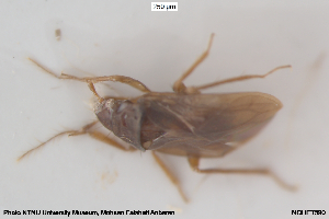  ( - NOHET590)  @11 [ ] Creative Commons  Attribution Non-Commercial Share-Alike (2060) NTNU University Museum, Department of Natural History NTNU University Museum, Department of Natural History