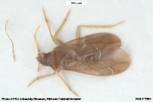  ( - NOHET591)  @11 [ ] Creative Commons  Attribution Non-Commercial Share-Alike (2061) NTNU University Museum, Department of Natural History NTNU University Museum, Department of Natural History