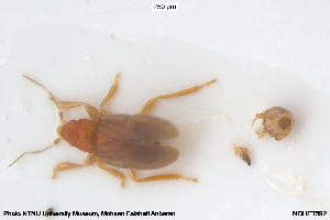  (Cryptostemma waltli - NOHET592)  @11 [ ] Creative Commons  Attribution Non-Commercial Share-Alike (2062) NTNU University Museum, Department of Natural History NTNU University Museum, Department of Natural History